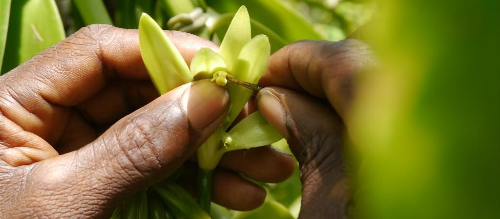 pollination_crop_-_firmenich
