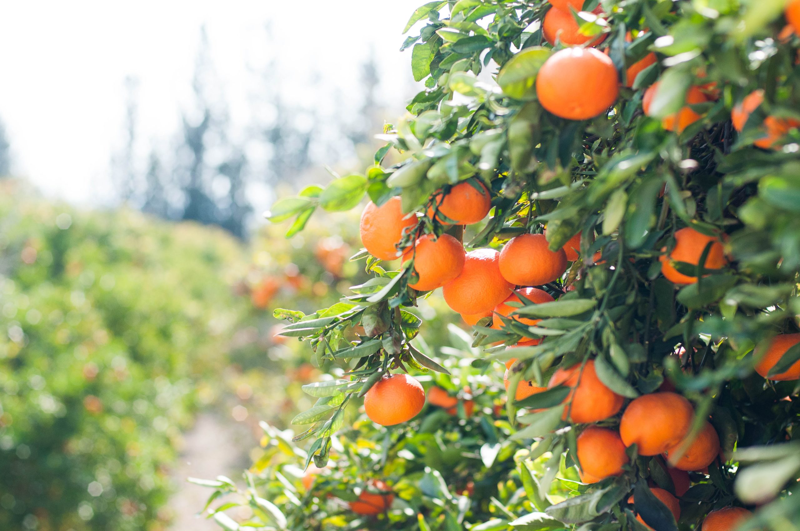 Photo by Max orange fruit tree