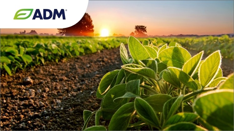 Innovate-with-locally-sourced-plant-forward-solutions_wrbm_large