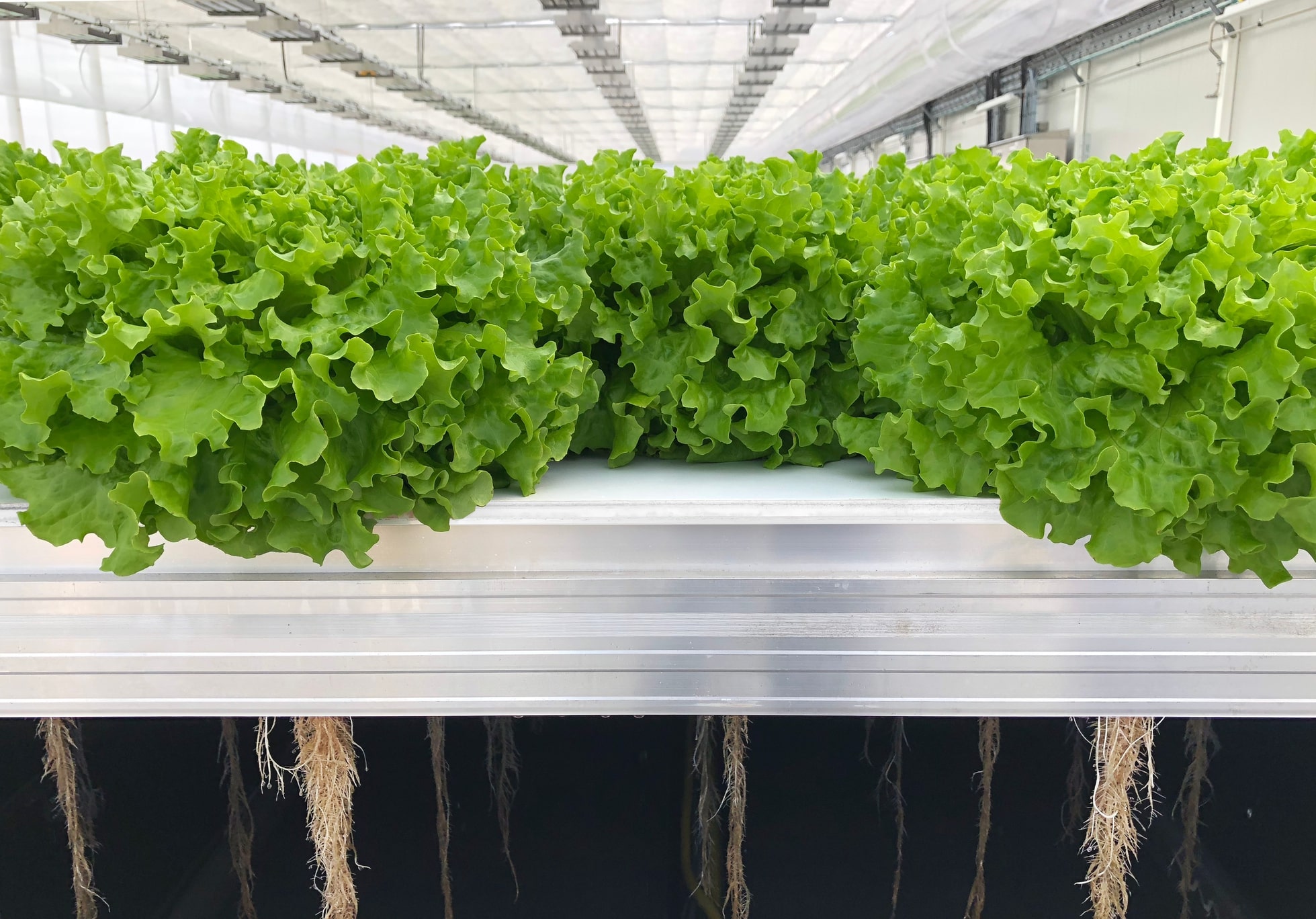 Clean-Greens Lettuces growing in a robotic irrigation facility