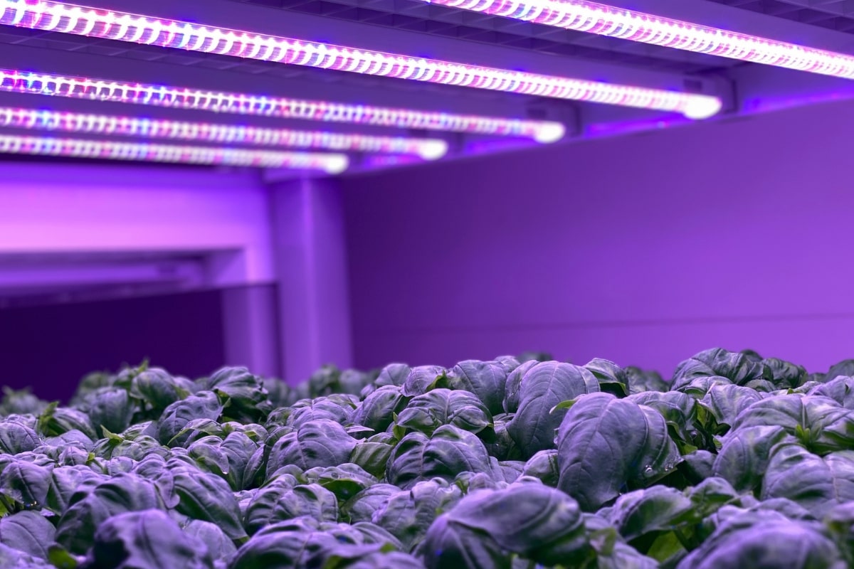 Fruitful farming header image Purple lights growing vegetable