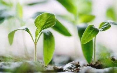 Swiss set sights on becoming hub for food and nutrition innovation