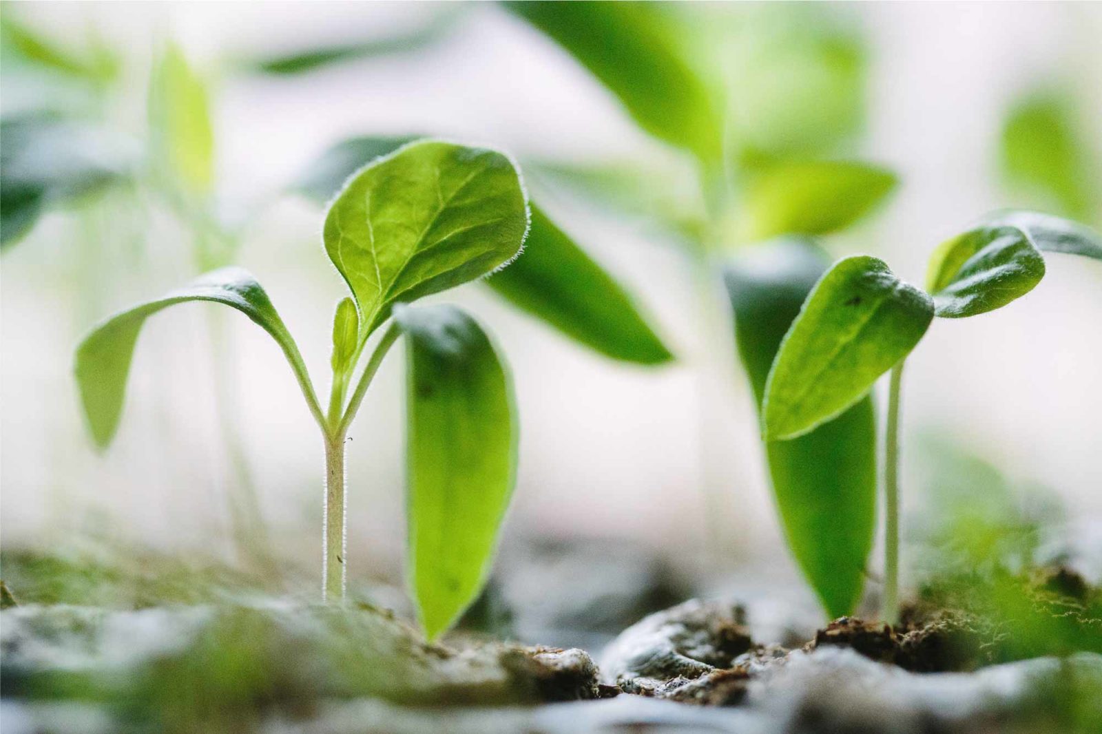Swiss set sights on becoming hub for food and nutrition innovation