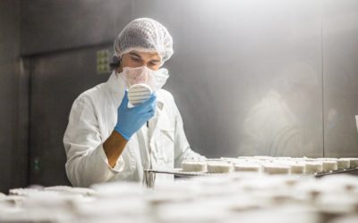New Roots Makes Vegan Cheese Using Traditional Techniques