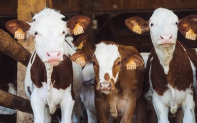 Mootral: Reducing GHG Emissions Through Innovative Solutions
