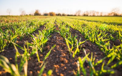 The State of Fribourg Promotes Agrifood Innovation with New Strategy