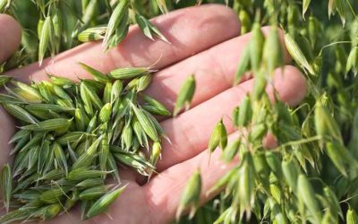 Nestlé and ETH Zurich Start Research Program to Reduce Carbon Footprint of Agricultural Raw Materials
