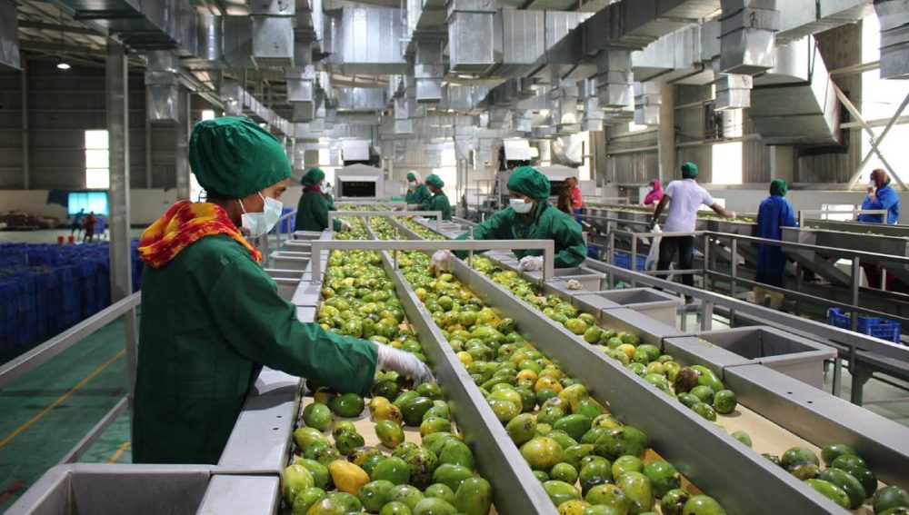 fruits manufacturing