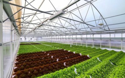 CleanGreens, the High-Performance Mobile Aeroponics Systems, Joins SFNV