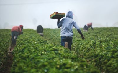 Innoterra, Formerly Pioneering Ventures, Aims to Transform the Global Food Ecosystem