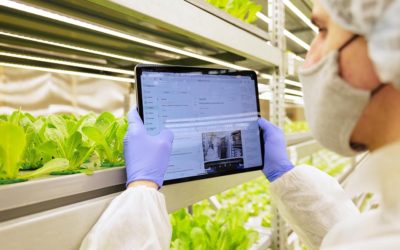 YASAI: Building The Largest Vertical Farm in the World