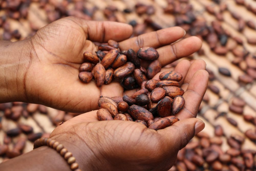 farmer connect - person holding brown and black seeds