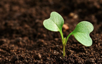 The Canton of Fribourg Launches its First Agri-Food Strategy Projects