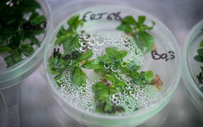 Nestlé Strengthens Agricultural Science Expertise with New Research Institute