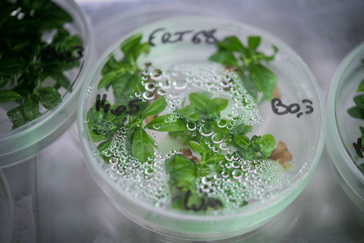 Nestlé Strengthens Agricultural Science Expertise with New Research Institute