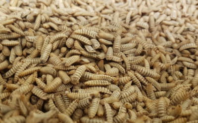 Bühler opens Insect Technology Center to support customers in the feed and food industries
