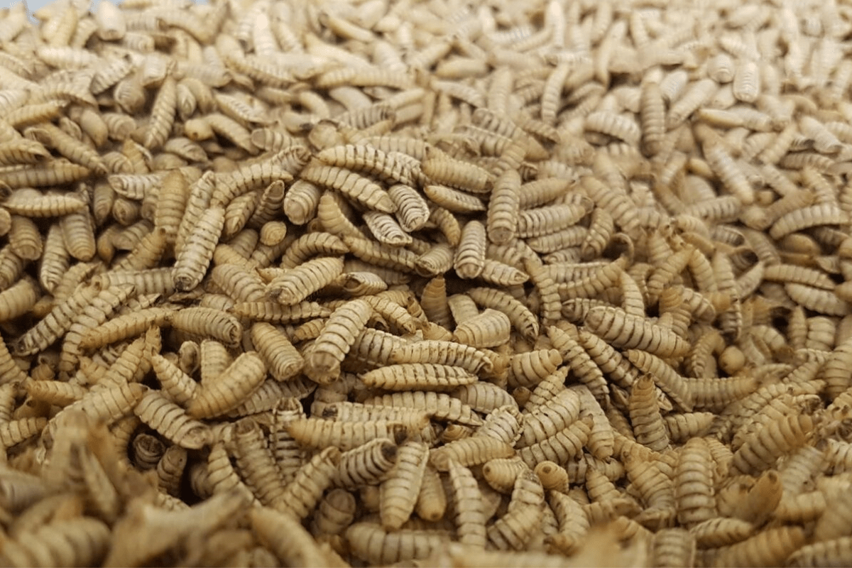 Bühler opens Insect Technology Center to support customers in the feed and food industries