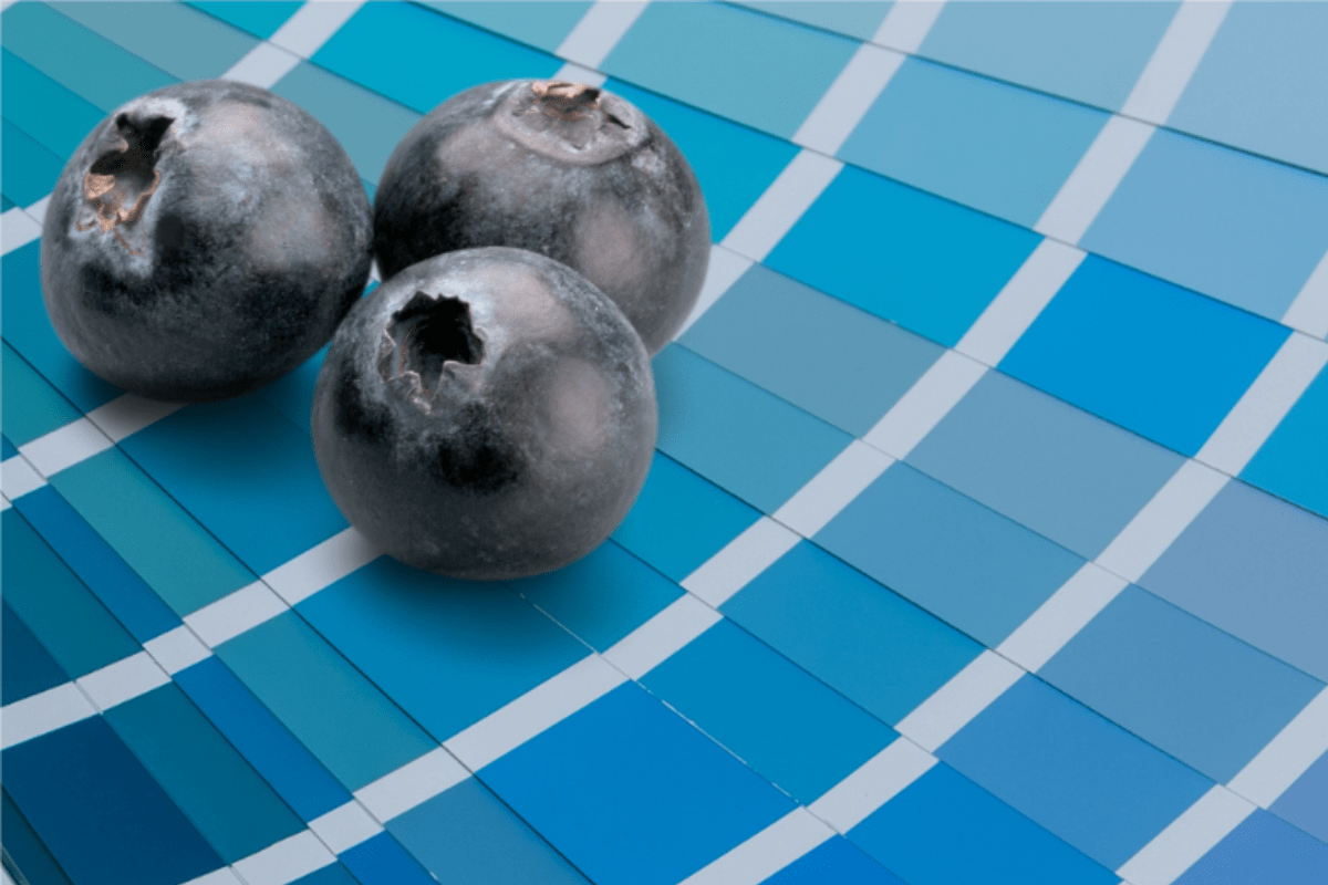How iSense is mapping taste just like Google mapped the Earth