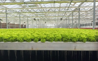 Valley partner CleanGreens Solutions and GreenLife partner on building world’s largest aeroponic greenhouse