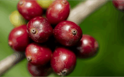 Valley partner Nestlé’s Nescafé surpasses 2025 regenerative agriculture goal